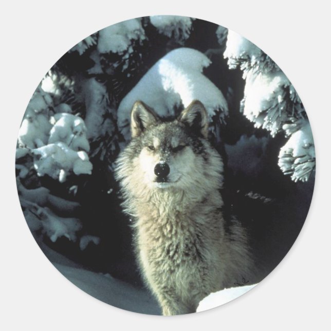 Sticker Rond Loup de bois nord-américain en neige (Devant)