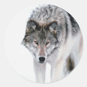 Sticker Rond Loup de vagabondage