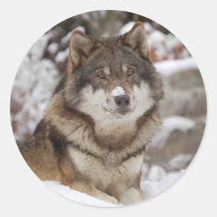 Sticker Rond Loup d'hiver