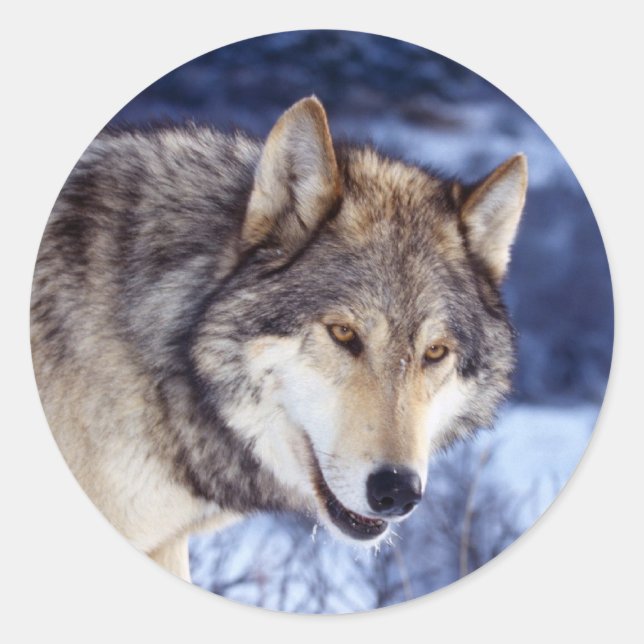 Sticker Rond Loup d'hiver 2 (Devant)