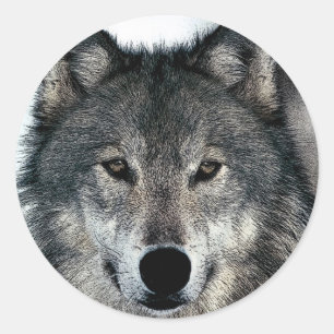 Sticker Rond Loup gris