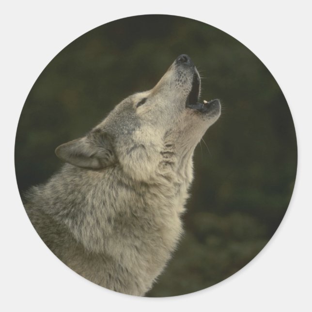 Sticker Rond Loup gris (Devant)