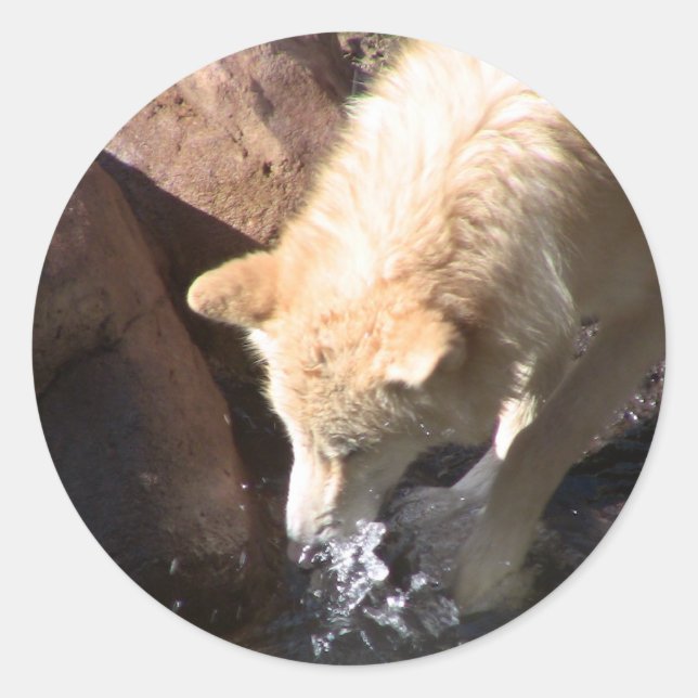 Sticker Rond Loup gris (Devant)