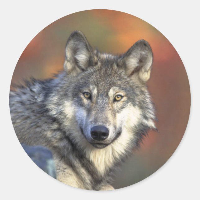Sticker Rond Loup gris (Devant)