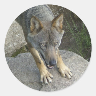 Sticker Rond Loup gris européen