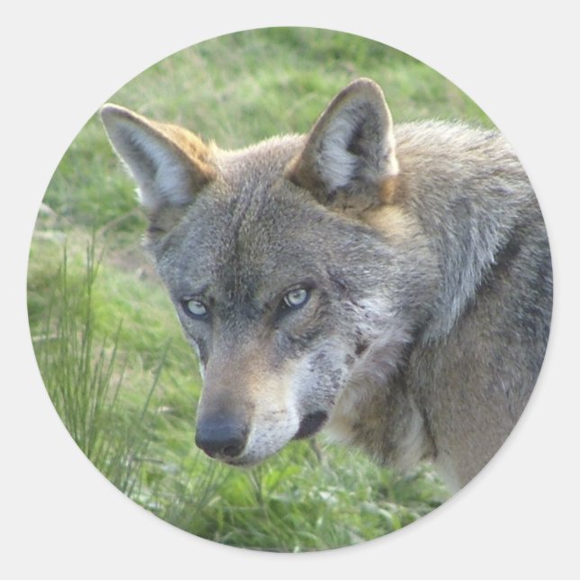 Sticker Rond Loup gris européen (Devant)