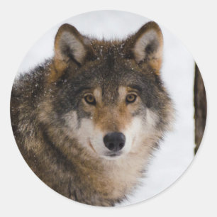 Sticker Rond Loup gris européen