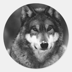 Sticker Rond Loup noir et blanc