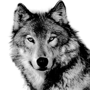 Photo De Loup Blanc Et Noir