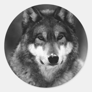 Sticker Rond Loup noir et blanc