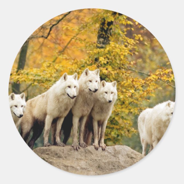 Sticker Rond Loups blancs de l'Alaska dans la forêt (Devant)