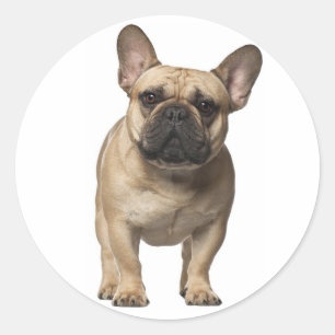 Sticker Rond Love French Bulldog Chien chiot Brown