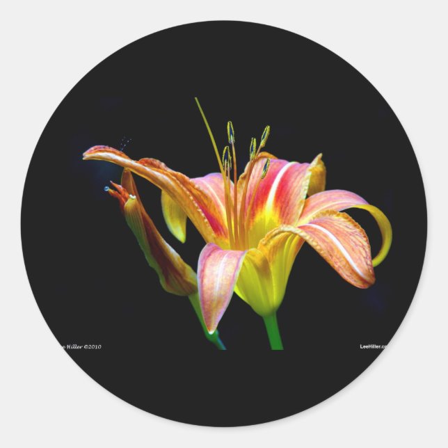 Sticker Rond Lovely Tawny Daylily II Vêtements et cadeaux (Devant)