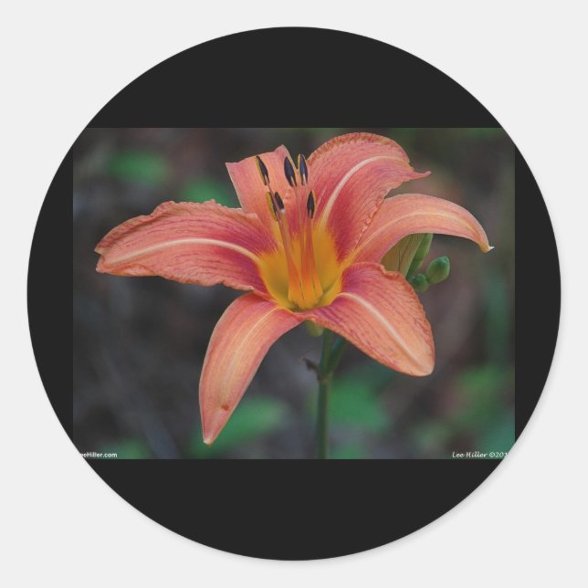 Sticker Rond Lovely Tawny Daylily Vêtements et cadeaux (Devant)