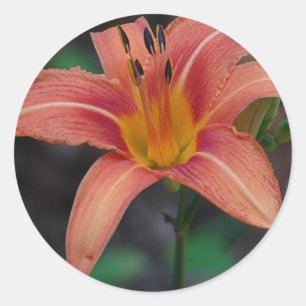 Sticker Rond Lovely Tawny Daylily Vêtements et cadeaux