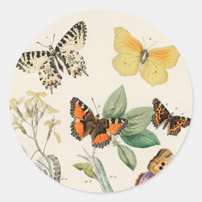 Sticker Rond Lovely vintage illustration of butterflies (Devant)