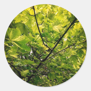 Sticker Rond Lumière, dans les feuilles verts