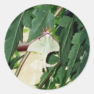Sticker Rond Luna Moth