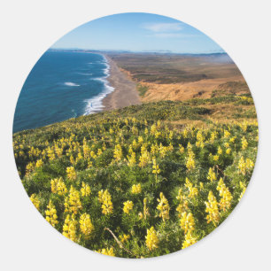 Sticker Rond Lupin jaune au-dessus de la plage de Point Reyes à