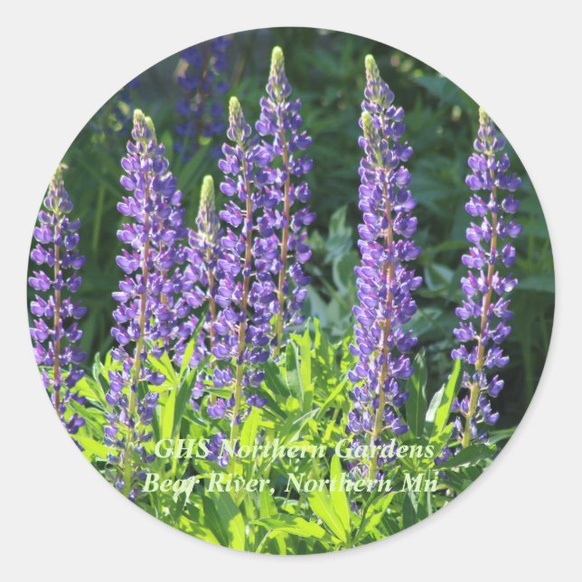 Sticker Rond Lupine pourpre du Minnesota (Devant)