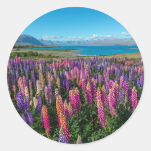 Sticker Rond Lupines de Russle au lac Tekapo   Nouvelle Zéland