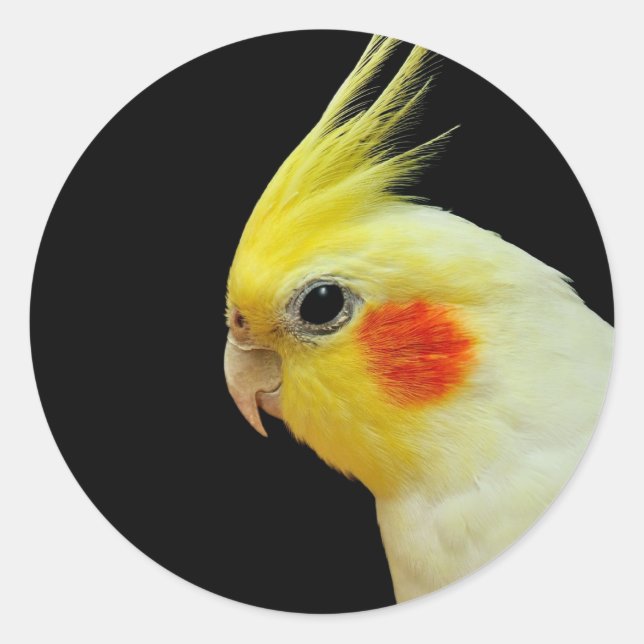 Sticker Rond Lutino Cockatiel (Devant)