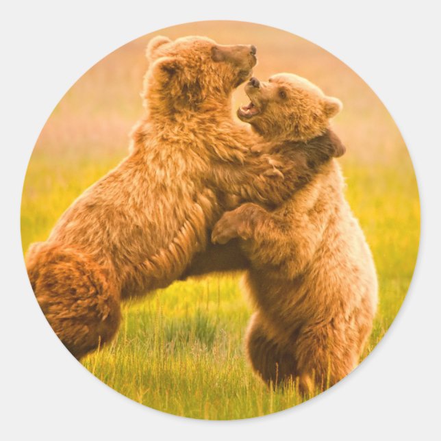 Sticker Rond Lutte contre les ours grizzlis (Devant)