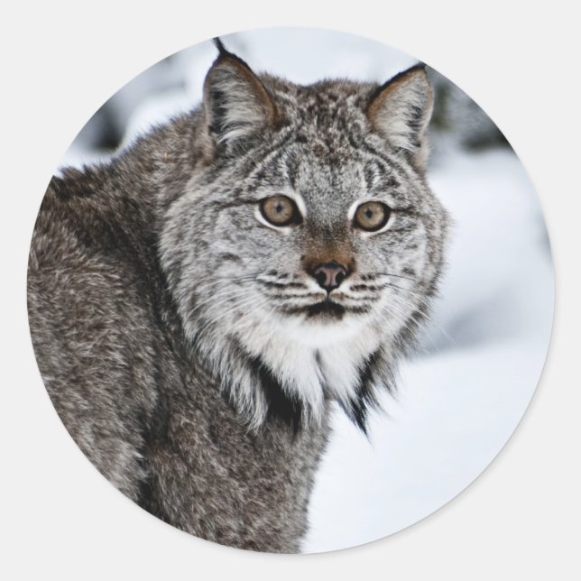 Sticker Rond Lynx canadienne dans la neige (Devant)