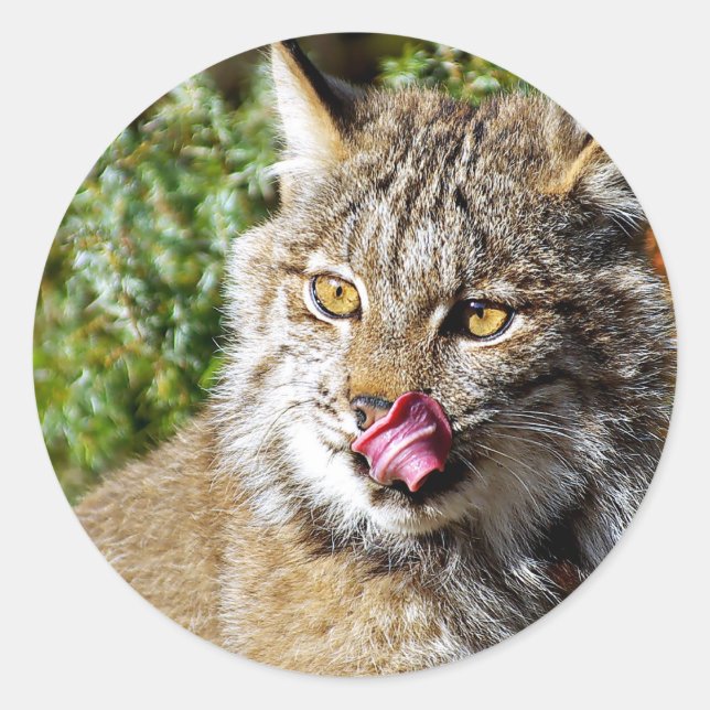 Sticker Rond Lynx canadienne - Tout (Devant)