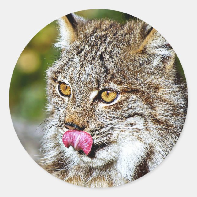Sticker Rond Lynx du Canada - Licking his Chops (Devant)