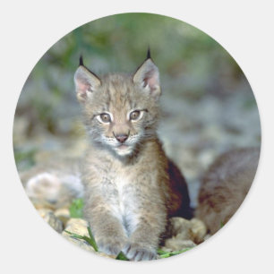 Sticker Rond Lynx eurasien, jeune chaton