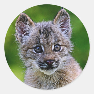 Sticker Rond Lynx Kitten