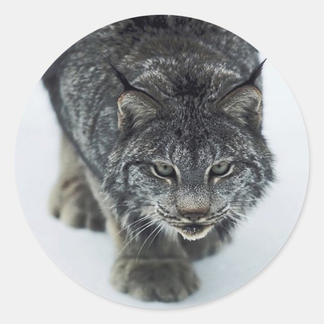 Sticker Rond Lynx Winter (Devant)