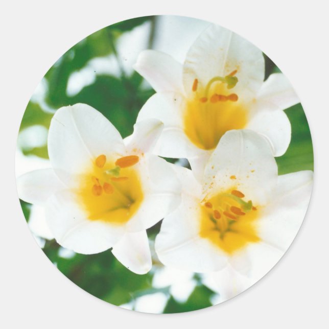 Sticker Rond Lys blancs - Lilium Flower candidum (Devant)