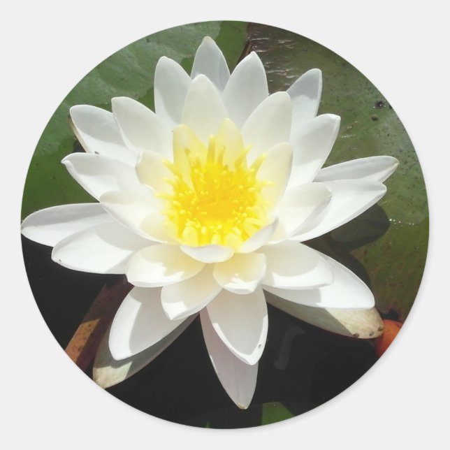 Sticker Rond Lys d'eau (Devant)