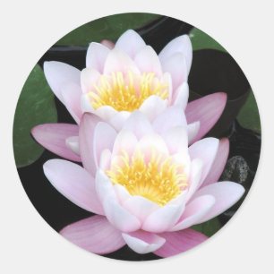 Sticker rond Lys d'eau