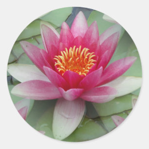 Sticker Rond Lys d'eau de Lotus rose