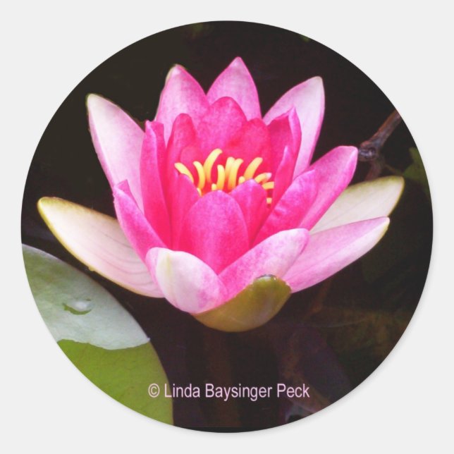 Sticker Rond Lys d'eau rose (Devant)