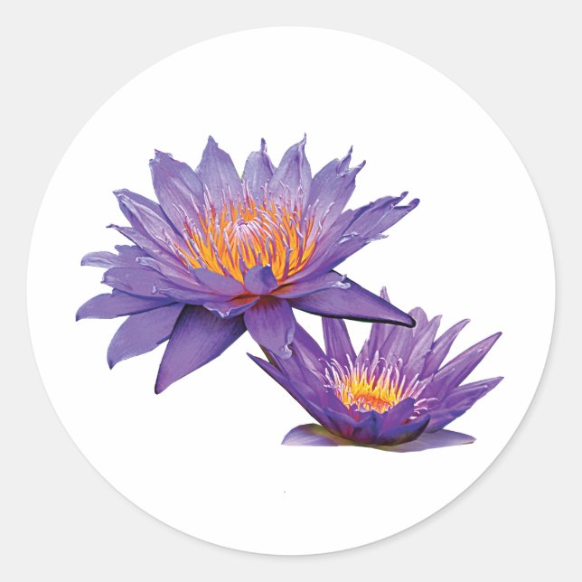 Sticker Rond Lys d'eau violet (Devant)