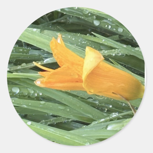 Sticker Rond Lys jaune  (Devant)