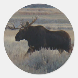Sticker Rond M2 Bull Moose Big Bull
