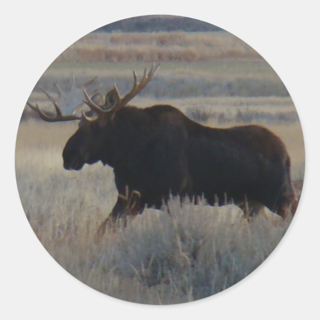Sticker Rond M2 Bull Moose Big Bull (Devant)