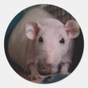 Sticker Rond M. Wiggles