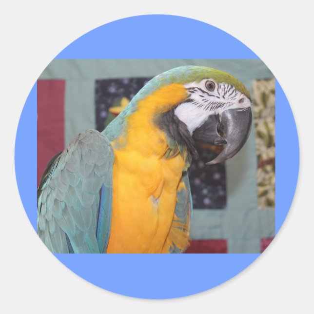Sticker Rond Macaw bleu et or (Devant)