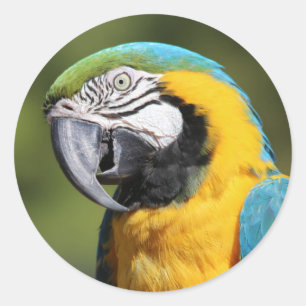 Sticker Rond Macaw bleu et or