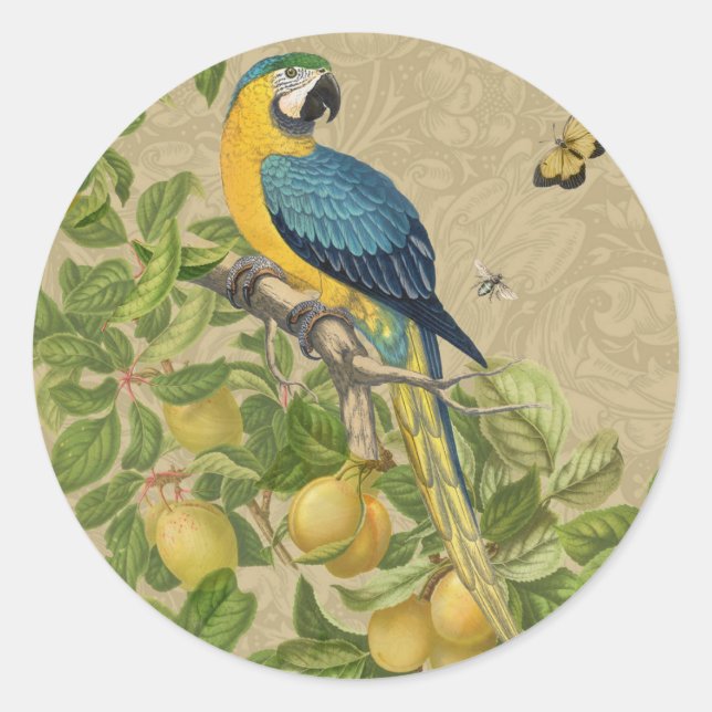 Sticker Rond Macaw Blue Jaune Tropical Jungle Antique (Devant)