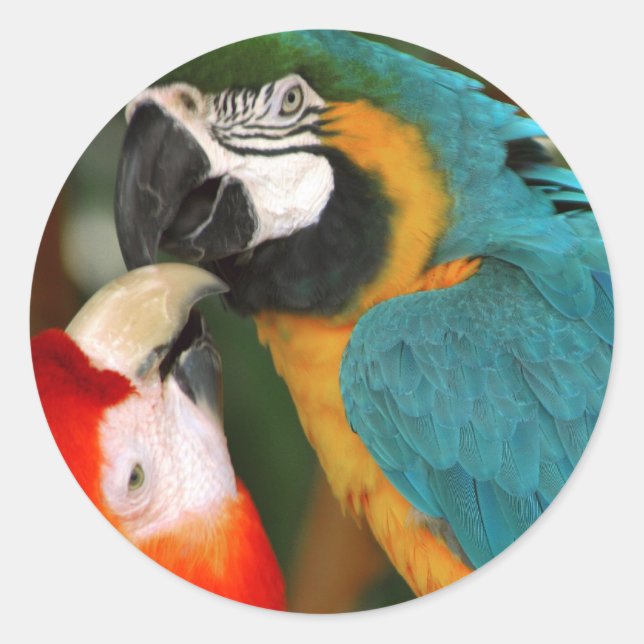 Sticker Rond Macaws (Devant)