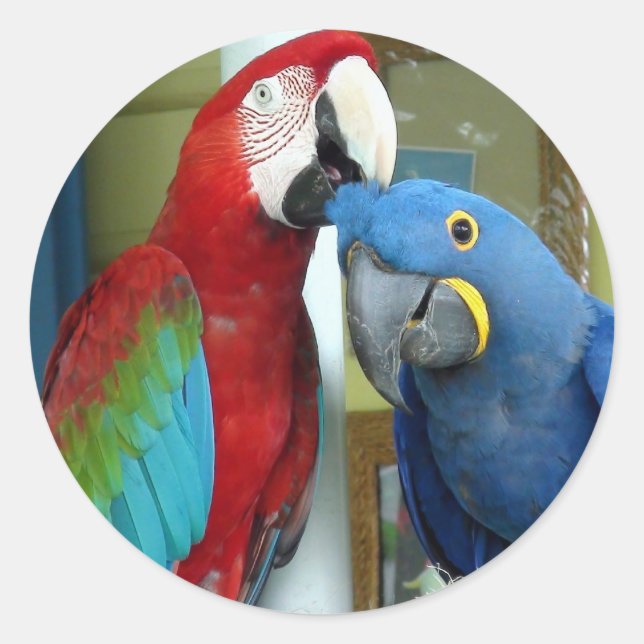 Sticker Rond Macaws rouges et bleus colorés (Devant)