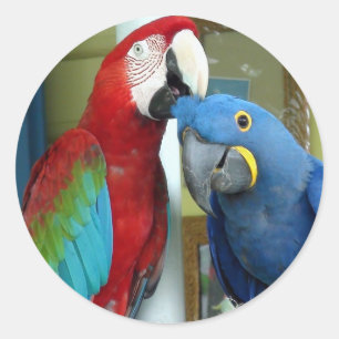 Sticker Rond Macaws rouges et bleus colorés