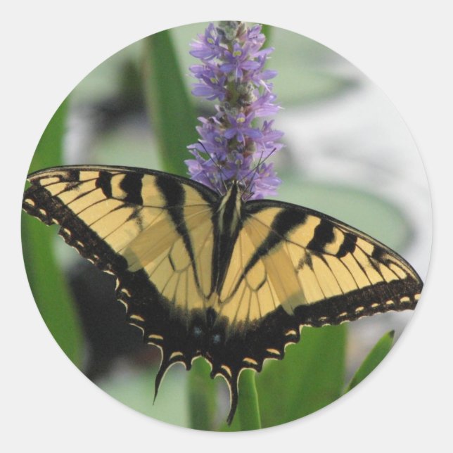 Sticker Rond Machaon de tigre sur l'autocollant de Pickerel (Devant)